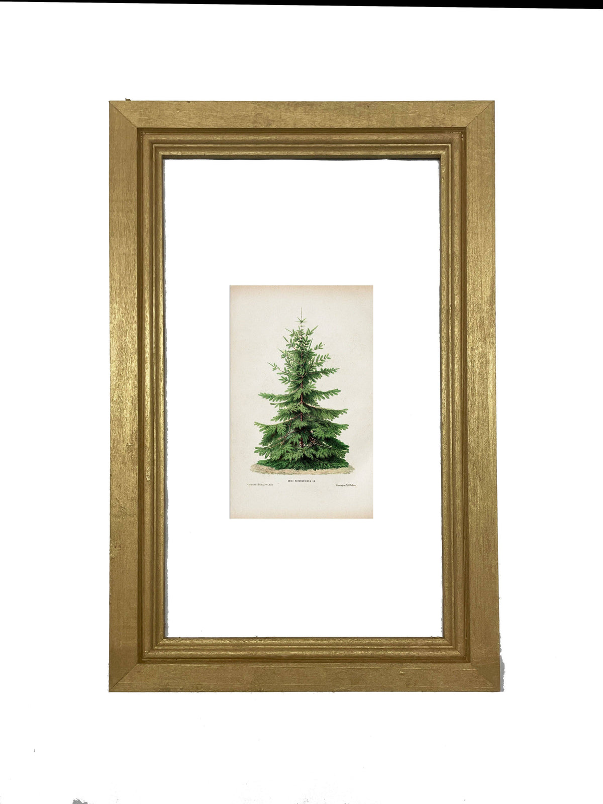 Vintage Tree