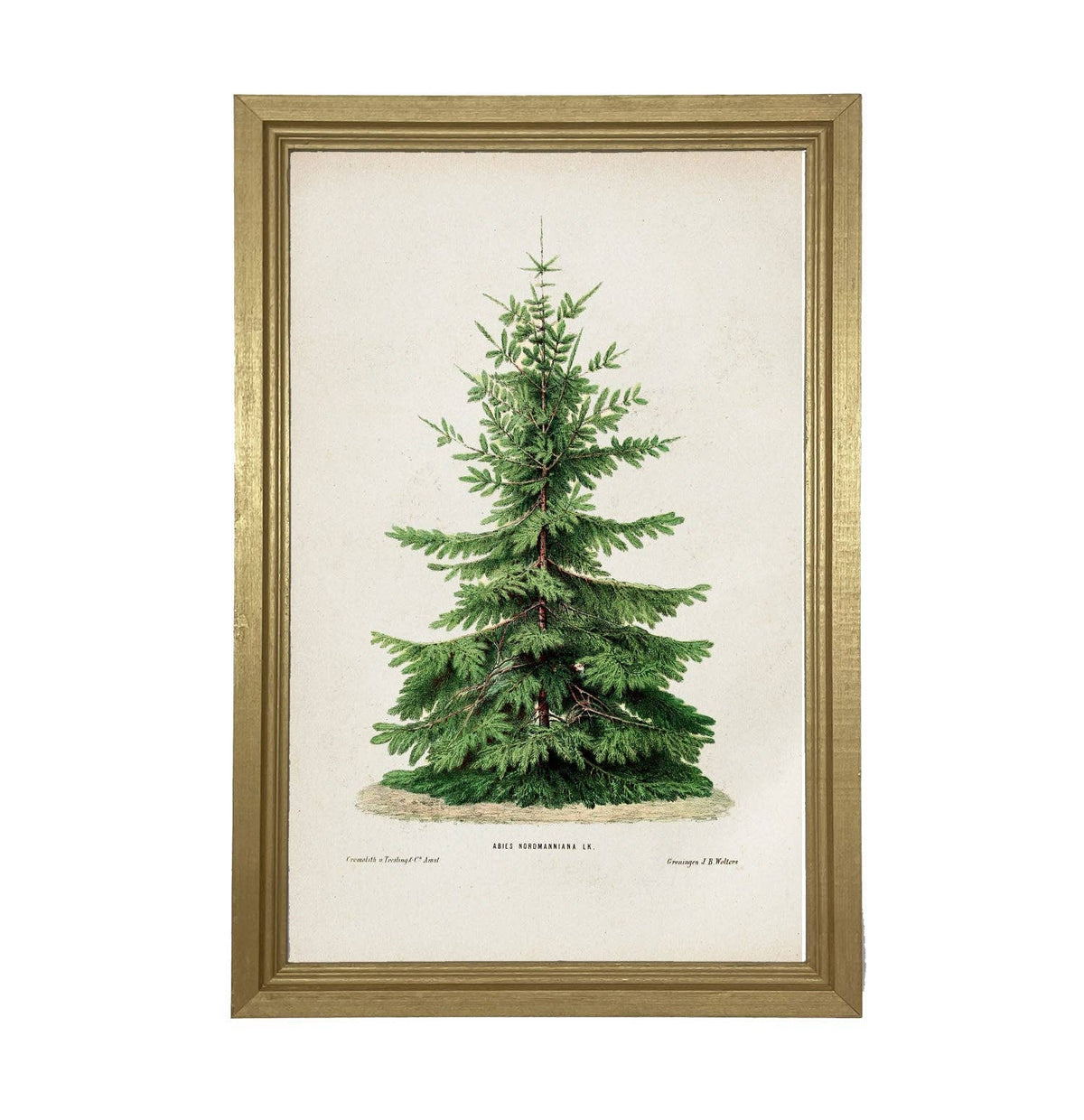 Vintage Tree