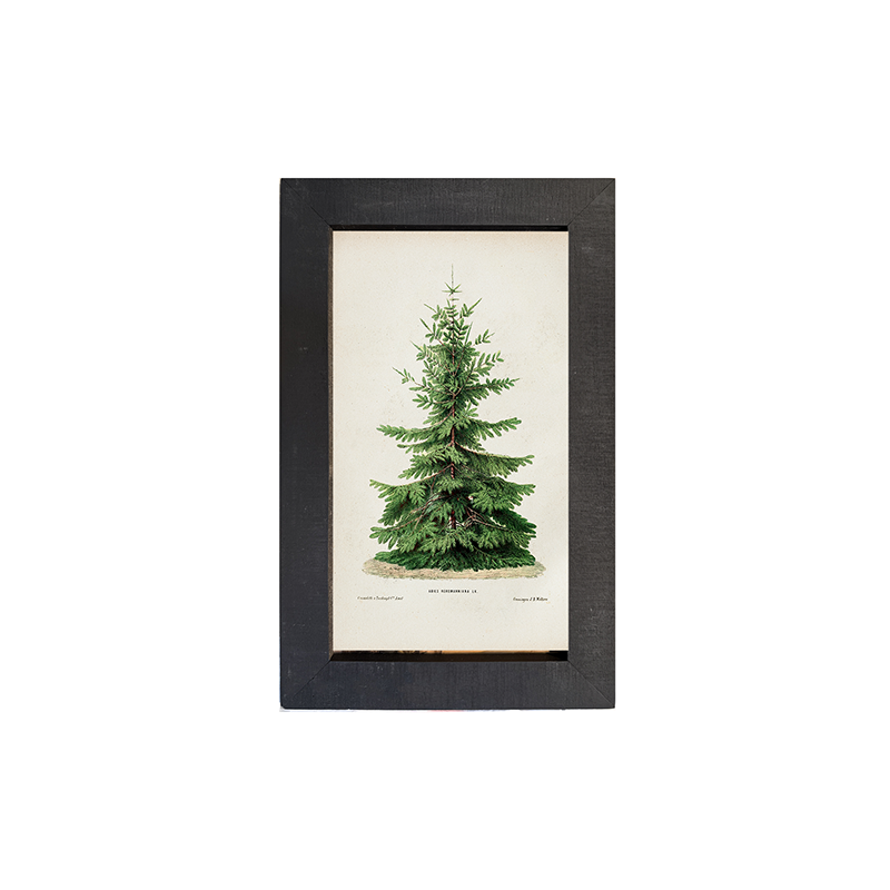 Vintage Tree