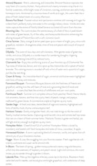 Soy Wax Melts - Phthalate Free